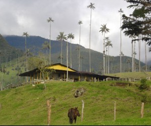 Valle del Cocora. Fuente: Uff.Travel